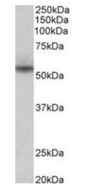 Nprl3 (mouse) Antibody