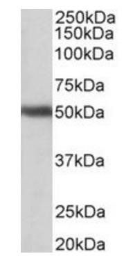 Goat anti-GPR83 (aa17-30) Antibody