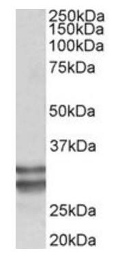KLF13 (aa45-58) Antibody
