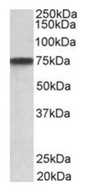 Goat anti-Progranulin aa248-259 / Granulin-3 Antibody