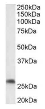 Goat anti-Ptgds (mouse) Antibody