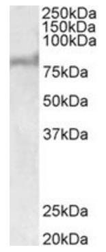 Goat anti-ABCD2 (aa460-473) Antibody