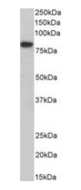 Coilin (aa73-86) Antibody