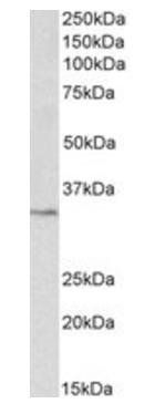 PCNA (aa111-122) Antibody