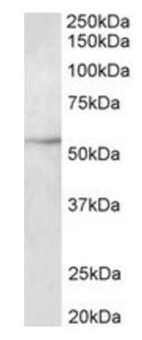TUBB3 Antibody