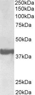 Endophilin-A1/SH3GL2, Biotinylated Antibody
