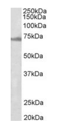 ENC1 Antibody