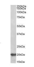 Dnajc5 (aa177-191) Antibody