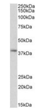 GNAI2 (aa289-299) Antibody