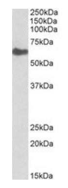 Goat anti-GGT1 (aa180-193) Antibody