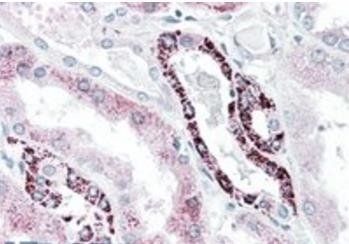 Goat anti-polo-like kinase 3 (aa320-333) Antibody