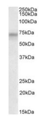 Goat anti-polo-like kinase 3 (aa320-333) Antibody