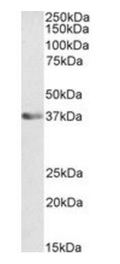 ATF1 Antibody