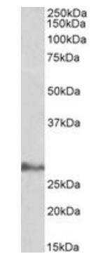 Goat anti-IL-17D Antibody