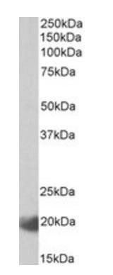 Goat anti-IL17C (aa160-172) Antibody