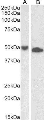 UBID4 (aa89-103) Antibody