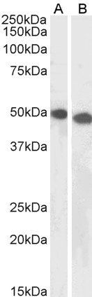 UBID4 (aa245-259) Antibody