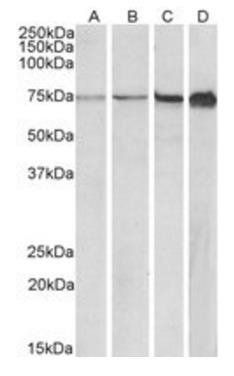 RPA1/RPA70 (aa323-337) Antibody