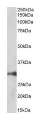HOXA5 (aa157-168) Antibody