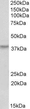 HOXA10, Biotinylated Antibody