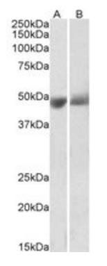 SERPINF1/PEDF Antibody