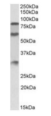 Goat anti-kininogen 1 Antibody