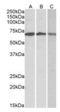 Goat anti-OAS2 (aa357-371) Antibody