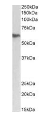 fibrinogen beta chain Antibody