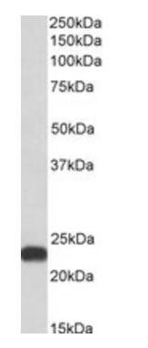 Goat anti-BLVRB Antibody