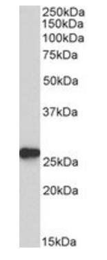 peroxiredoxin 6 Antibody