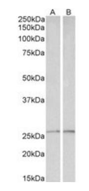 peroxiredoxin 6 Antibody