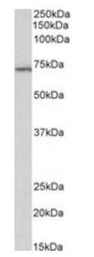 TICAM-1/TRIF Antibody