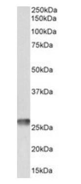 Goat anti-MT-ATP6 Antibody