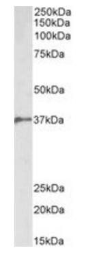BMI1 (aa237-251) Antibody