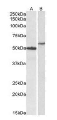 CD47 Antibody