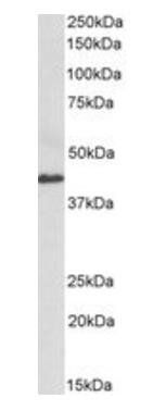 Goat anti-CX3CL1 / fractalkine (aa214-226) Antibody