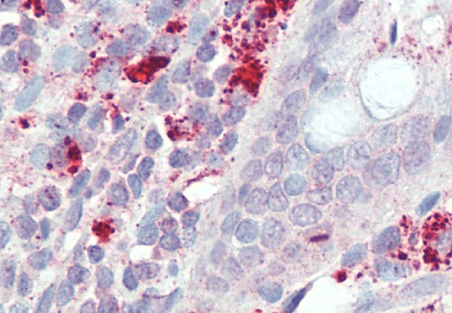 Goat anti-IL3RA / CD123 Antibody