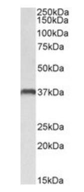 Goat anti-CLEC12A / MICL Antibody