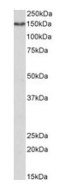 Goat anti-CD13 / ANPEP (aa79-91) Antibody