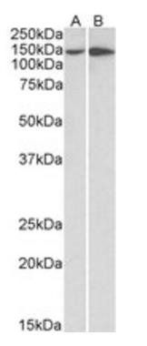 Goat anti-ITGA1 / VLA1 Antibody