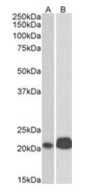 CD3E (cytoplasmic) Antibody
