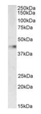VASP (aa236-249) Antibody