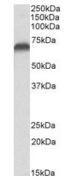 AIFM1 (aa183-195) Antibody
