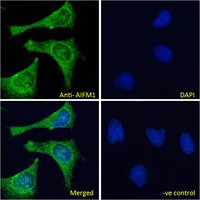 AIFM1 (aa183-195) Antibody