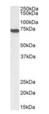 AIFM1 Antibody