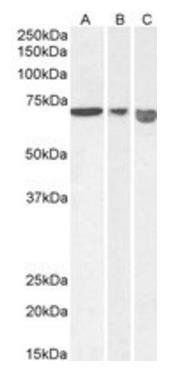 AIFM1 Antibody