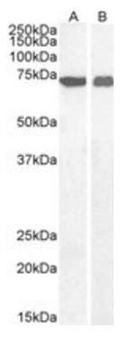 AIFM1 Antibody