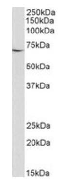 AIFM1 Antibody