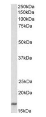 CD83 (aa97-106) Antibody