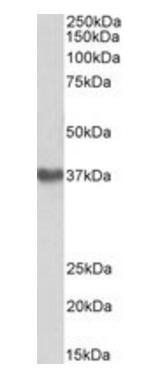 GNA12 Antibody